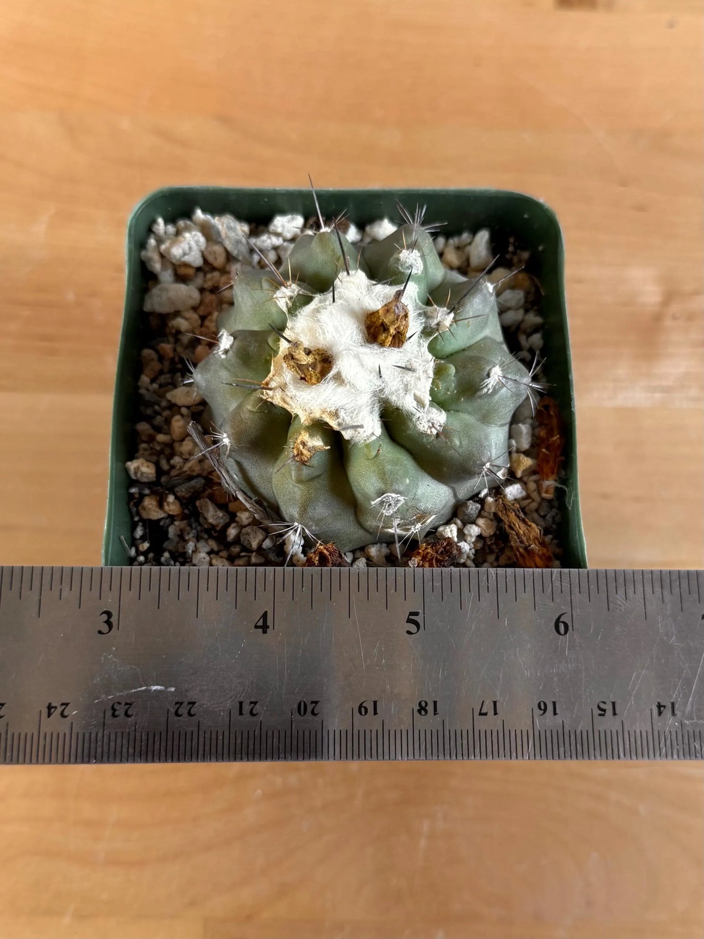 4-inch Copiapoa hypogaea