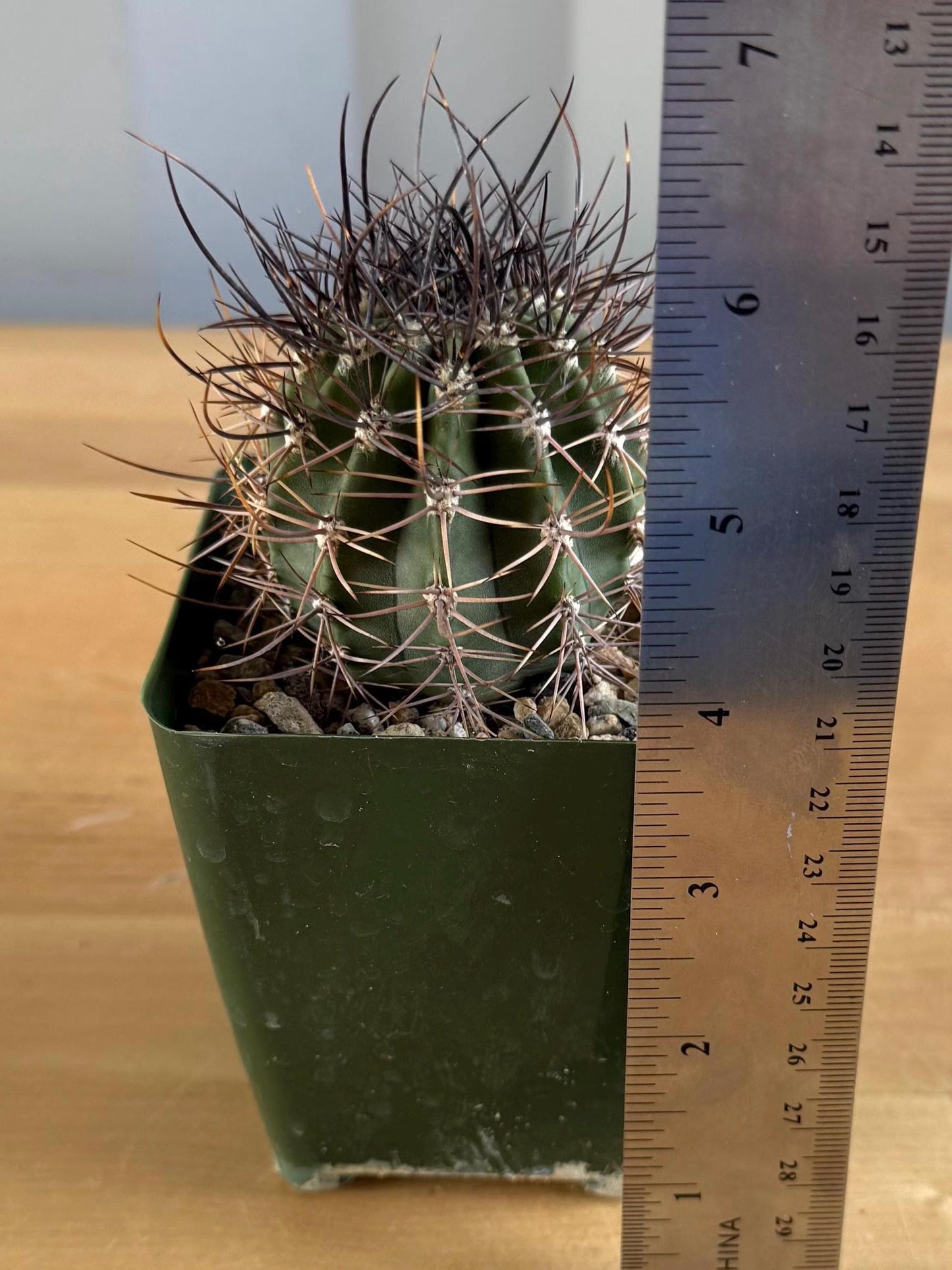 4-inch Echinopsis melanopotamica | Echinopsis leucantha