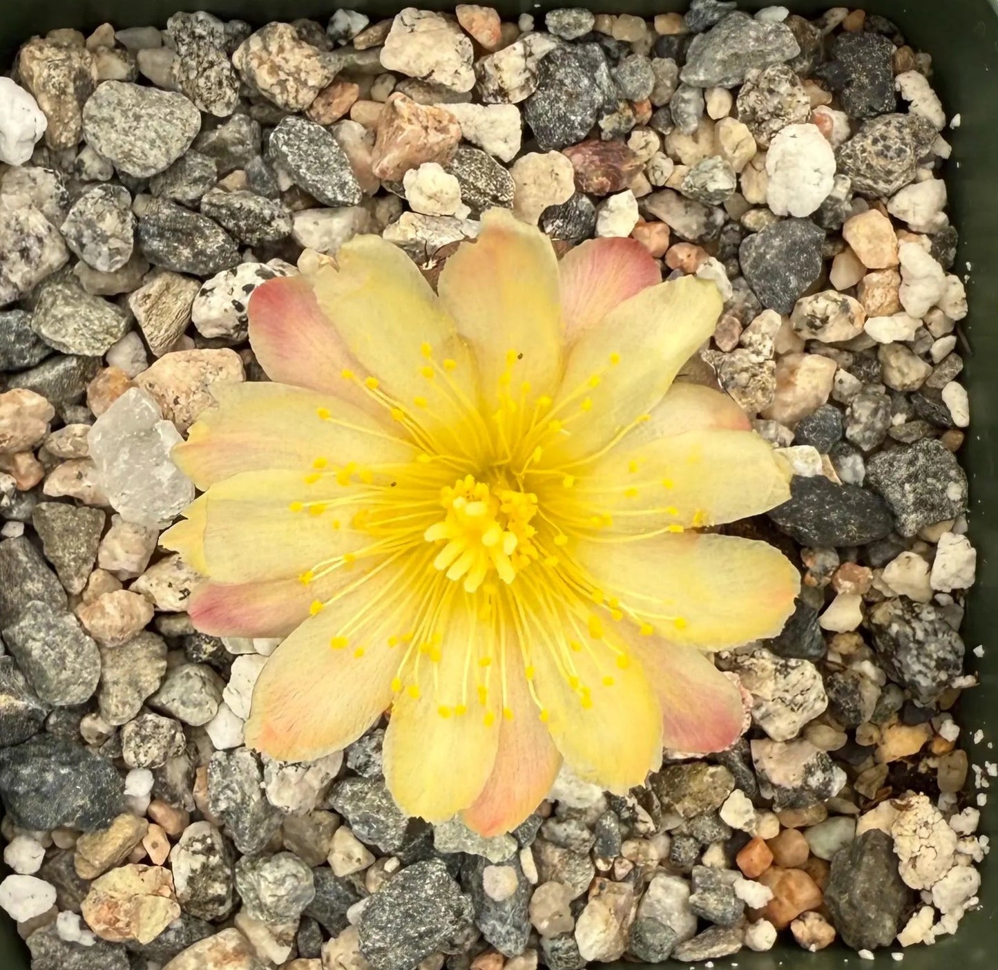4-inch Copiapoa hypogaea var. barquitensis