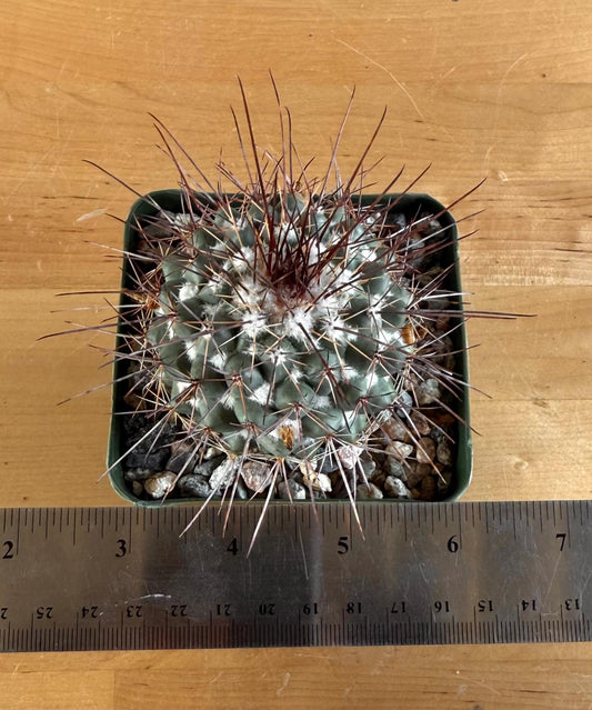 4-inch Mammillaria hertrichiana