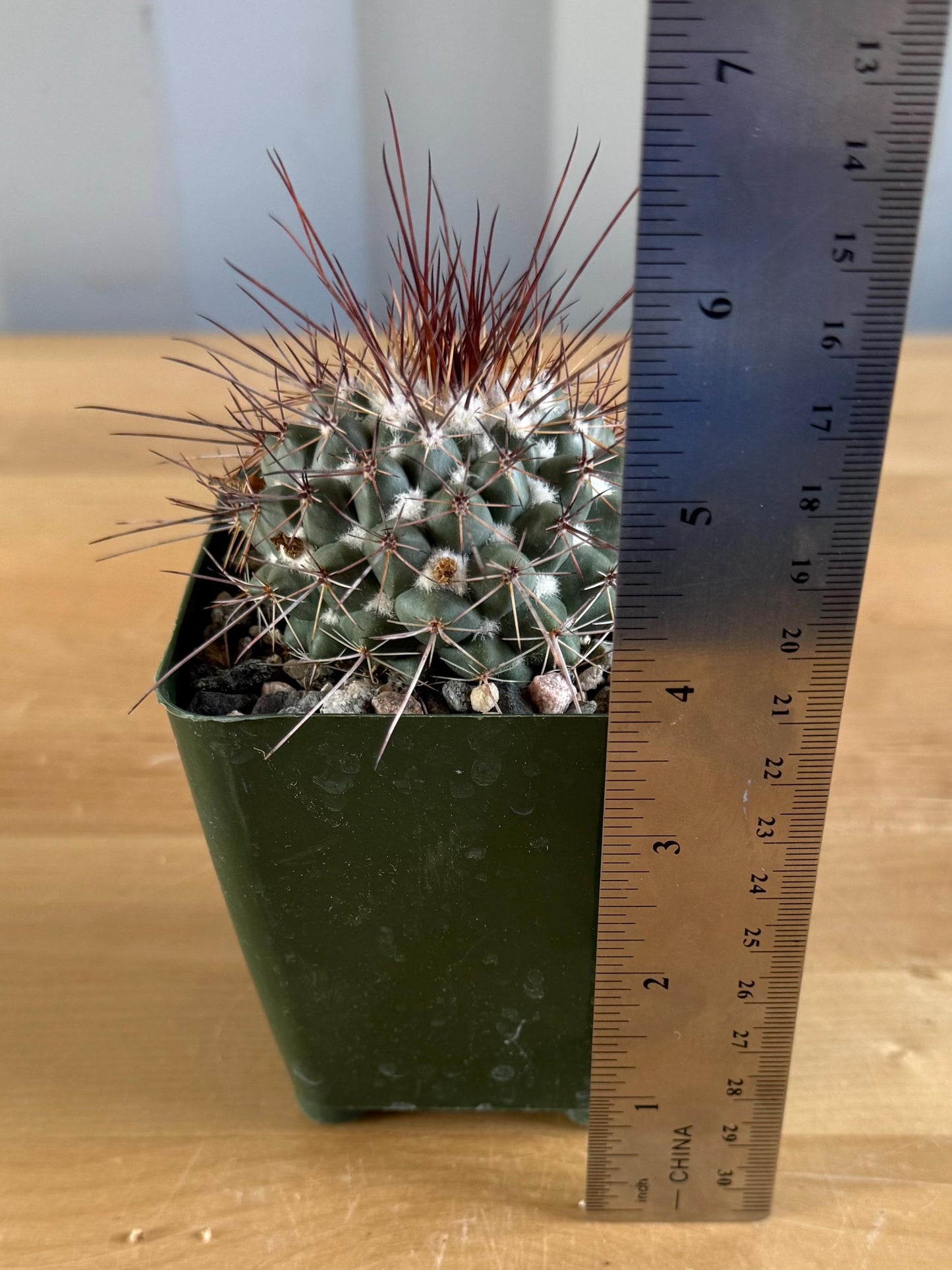 4-inch Mammillaria hertrichiana
