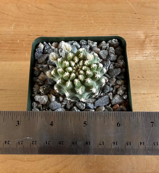 4-inch Pygmaeocereus bieblii