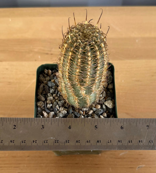 4-inch Echinopsis backebergii | Lobivia winteriana L4