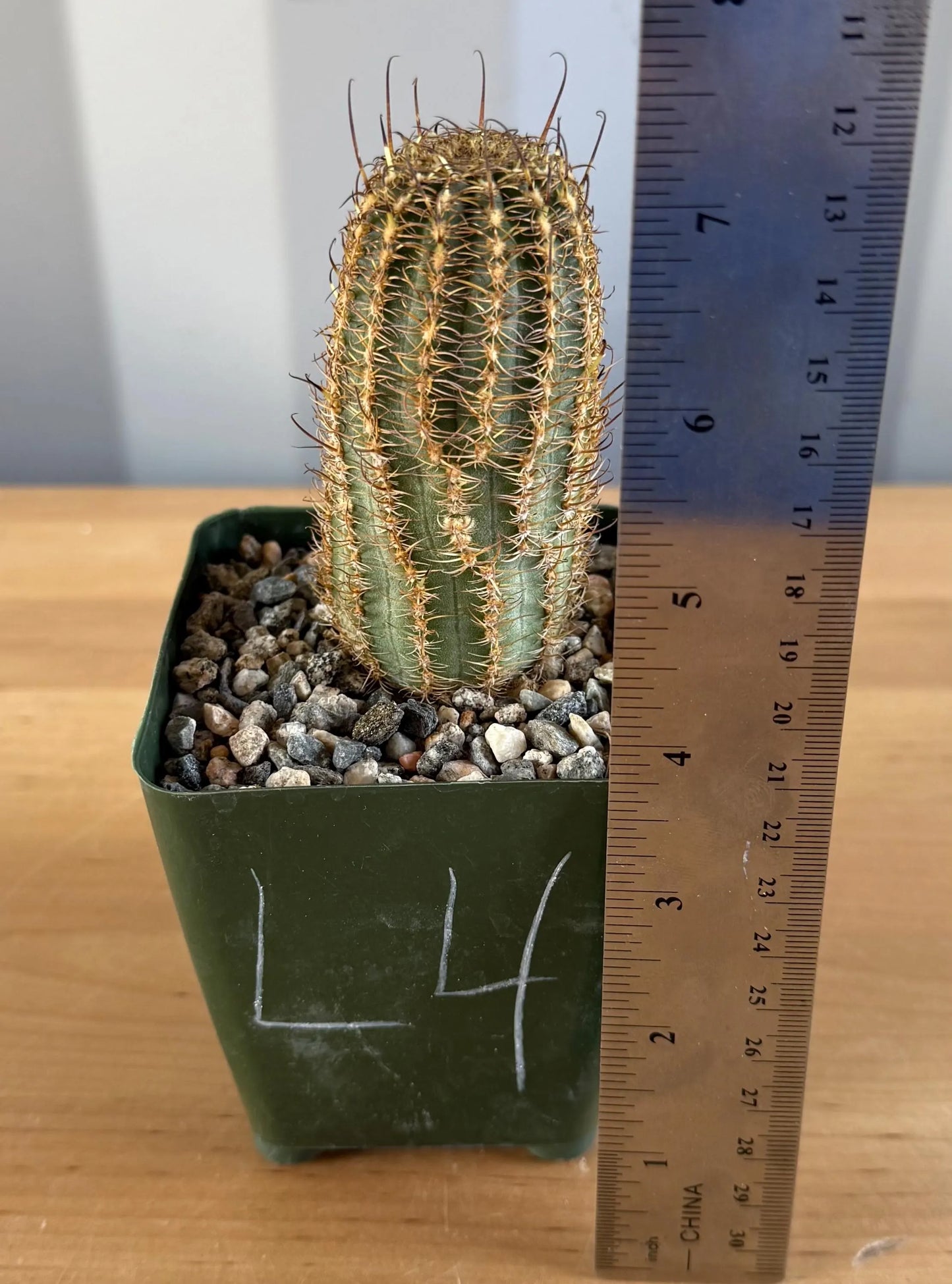 4-inch Echinopsis backebergii | Lobivia winteriana L4