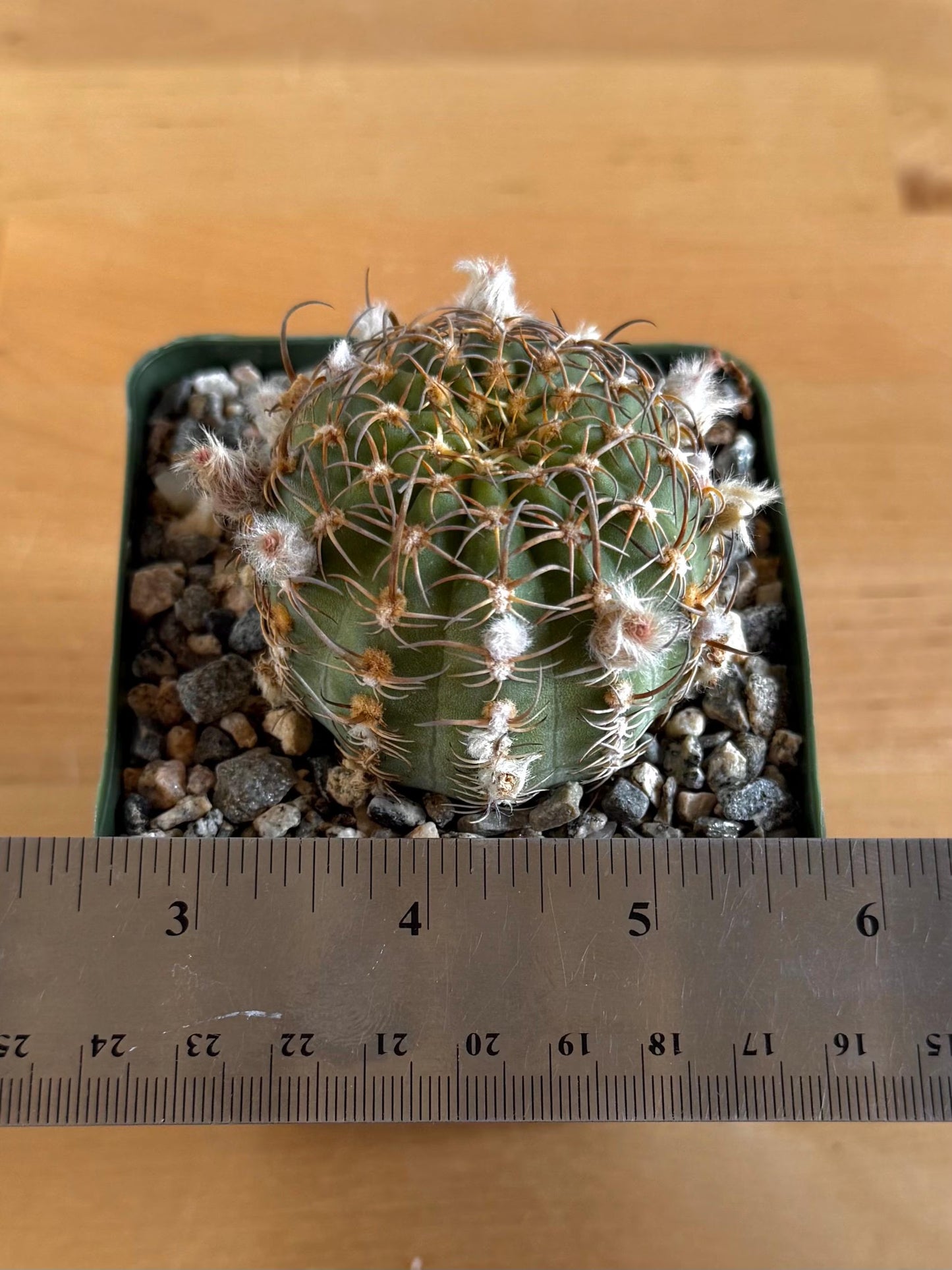 4-inch Echinopsis backebergii | Lobivia winteriana