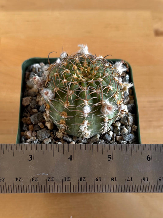 4-inch Echinopsis backebergii | Lobivia winteriana