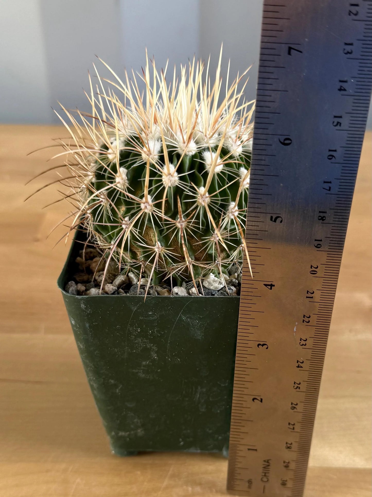 4-inch Echinofossulocactus ochoterenaus | Stenocactus ochoterenanus