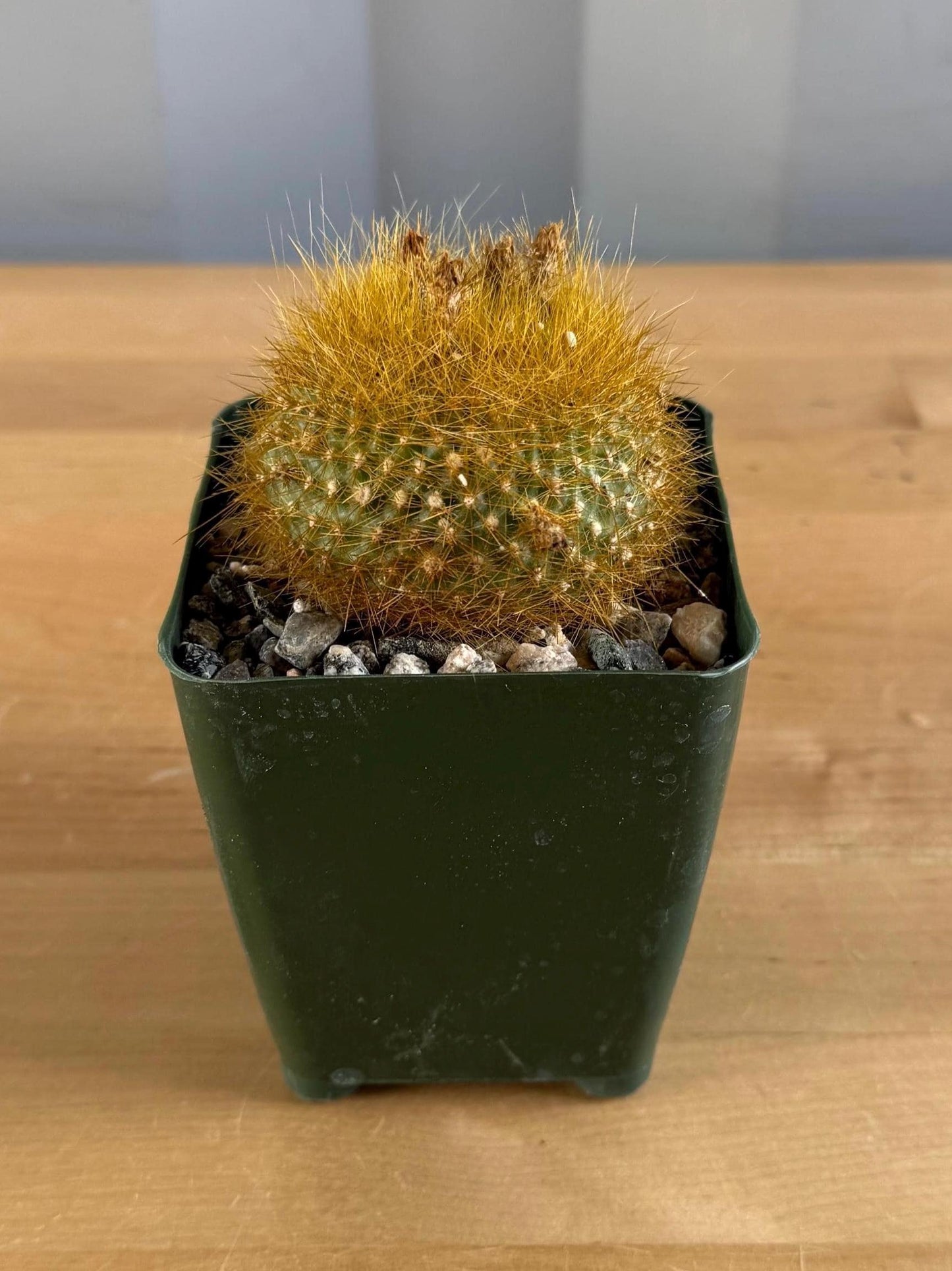 4-inch Notocactus graessneri var. flaviflorus