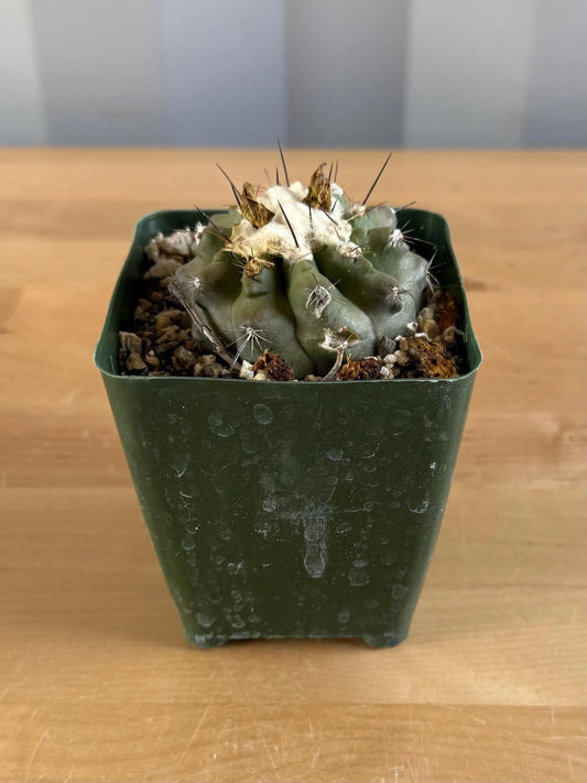 4-inch Copiapoa hypogaea