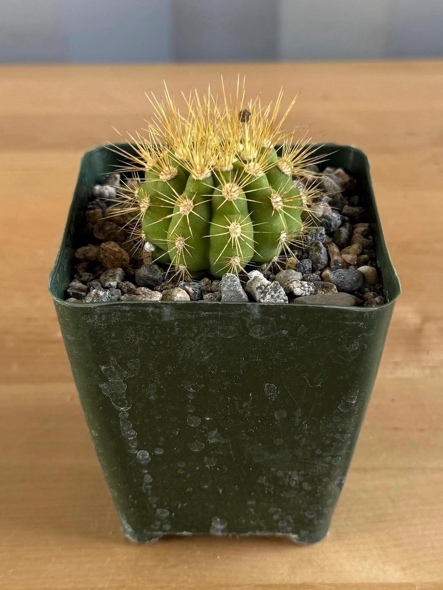 4-inch Gymnocalycium chacoense