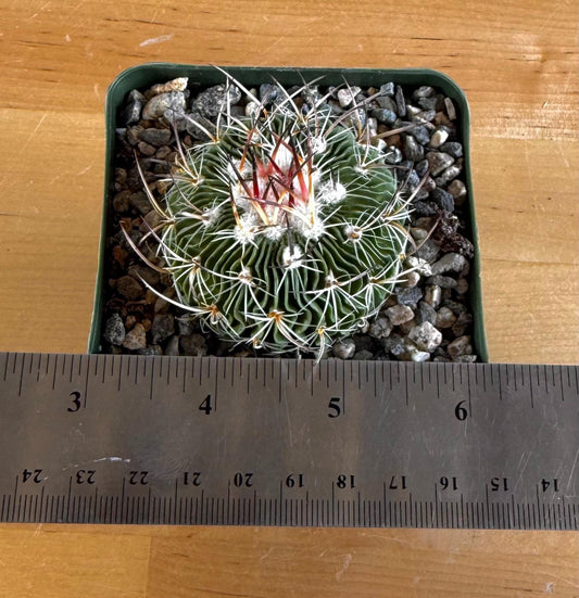 4-inch Stenocactus multicostatus
