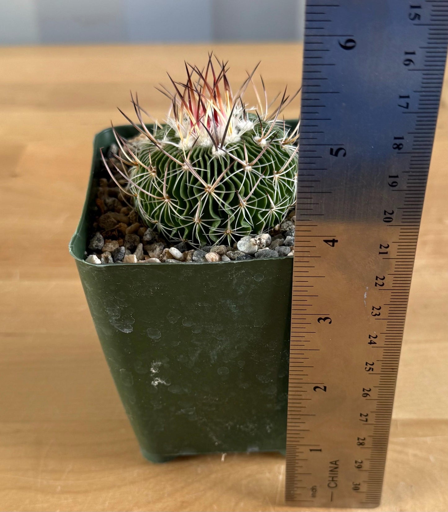 4-inch Stenocactus multicostatus