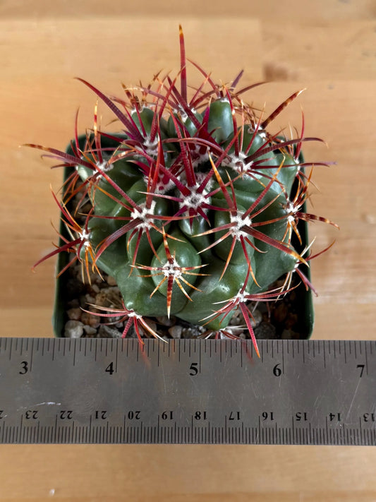 4-inch Ferocactus viridescens var. orcuttii