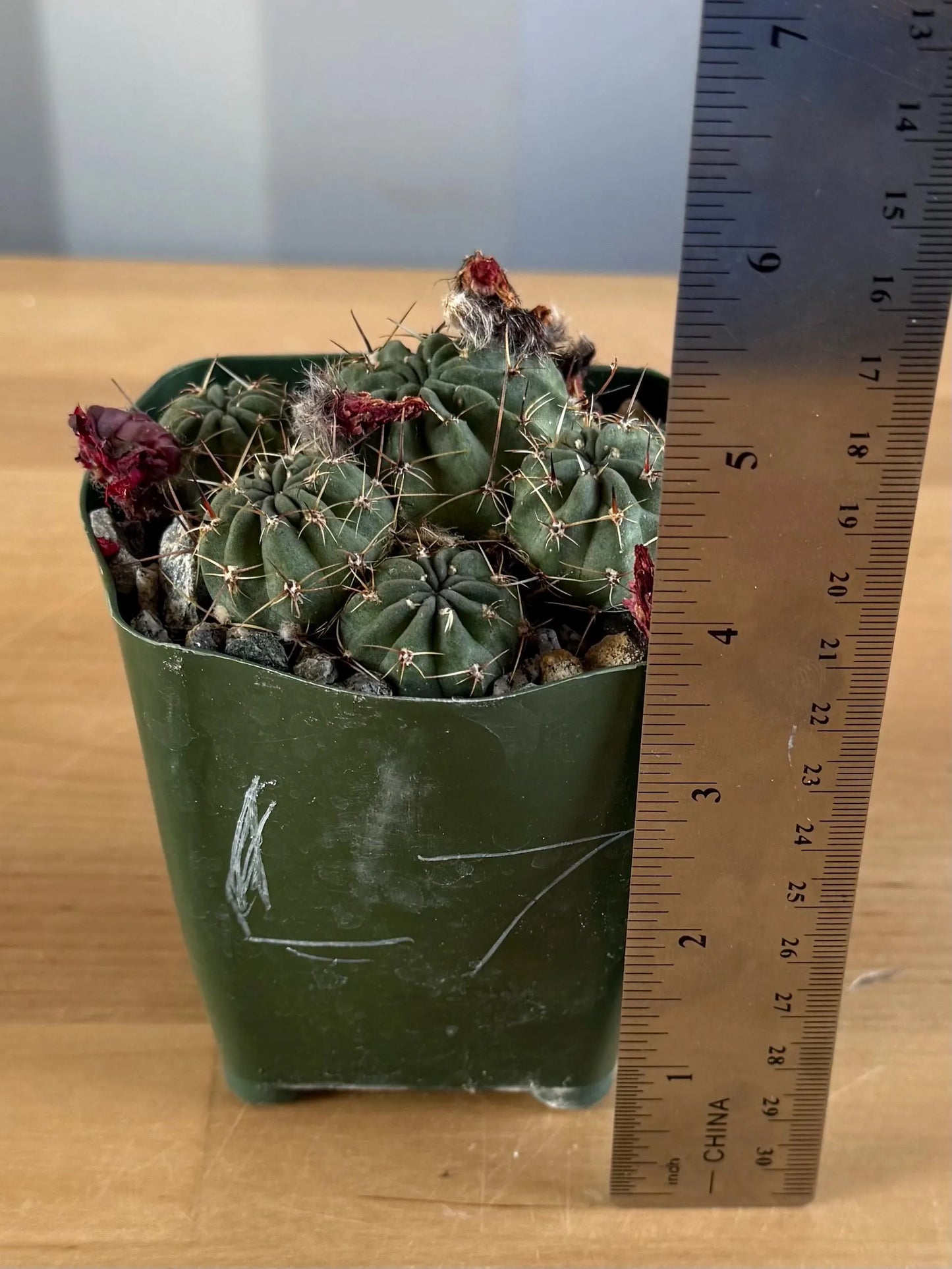4-inch Lobivia schreiterii L7