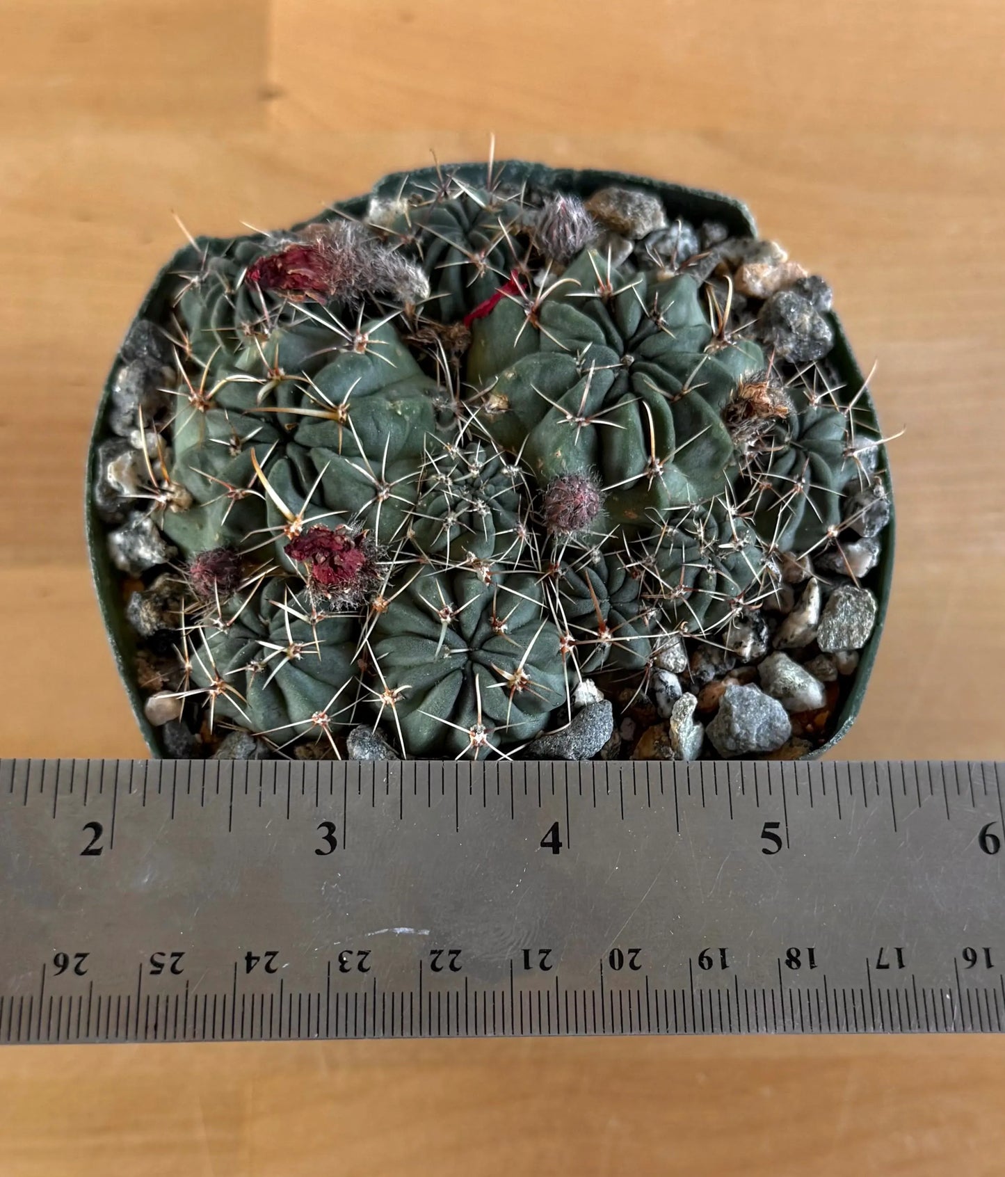 4-inch Lobivia schreiterii L8