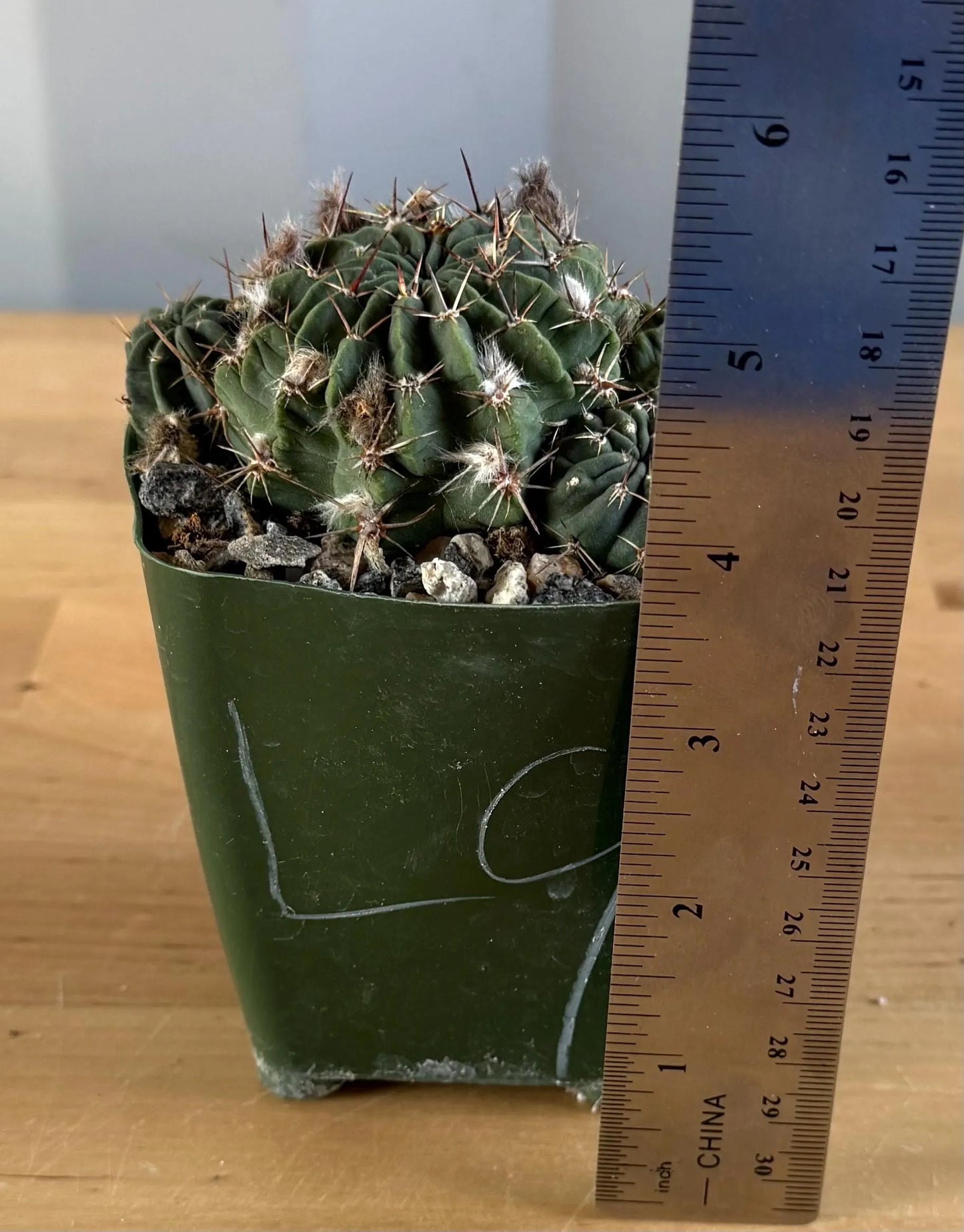 4-inch Lobivia schreiterii L9