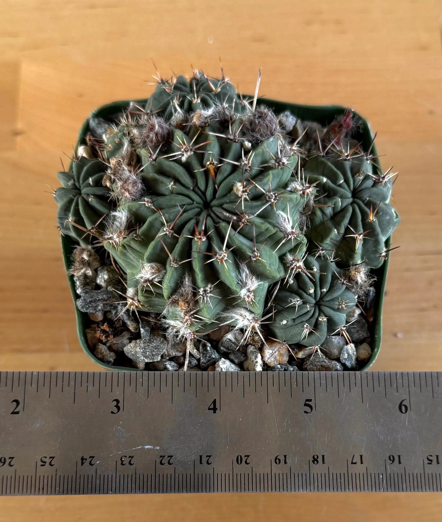4-inch Lobivia schreiterii L9