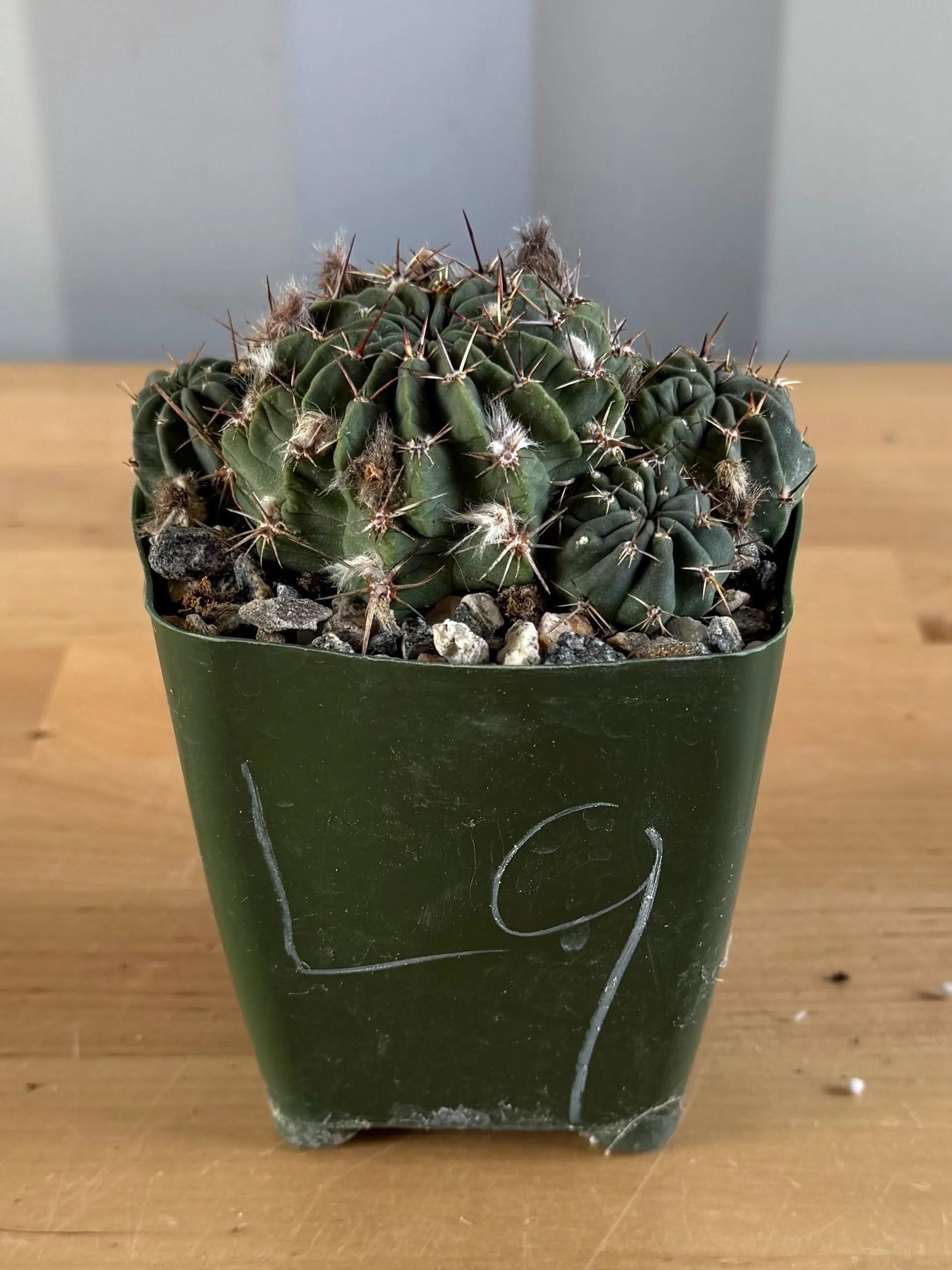 4-inch Lobivia schreiterii L9