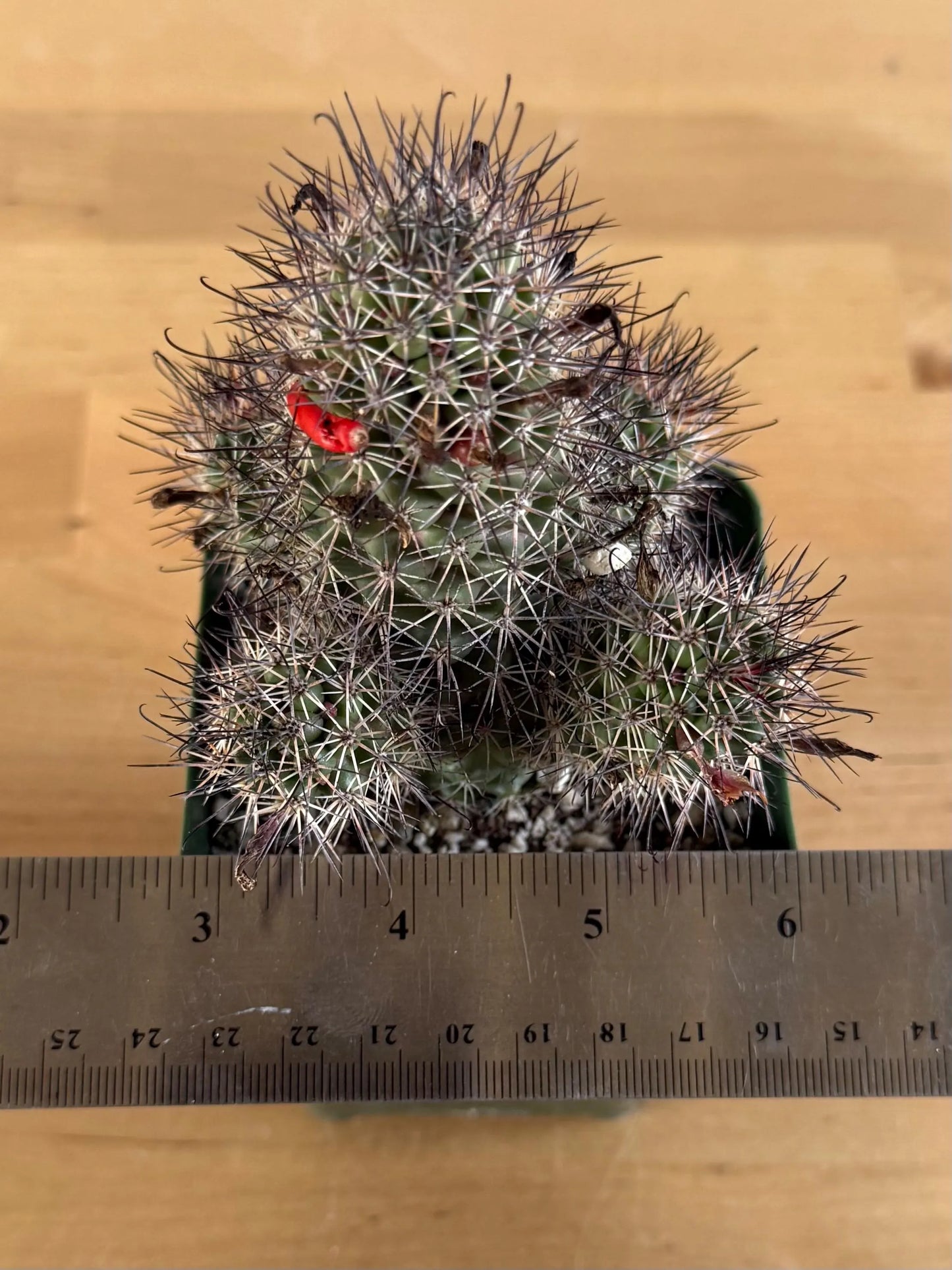 4-inch Mammillaria fraileana | Cochemiea fraileana