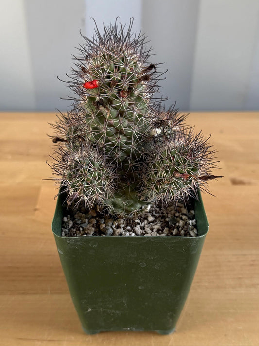 4-inch Mammillaria fraileana | Cochemiea fraileana