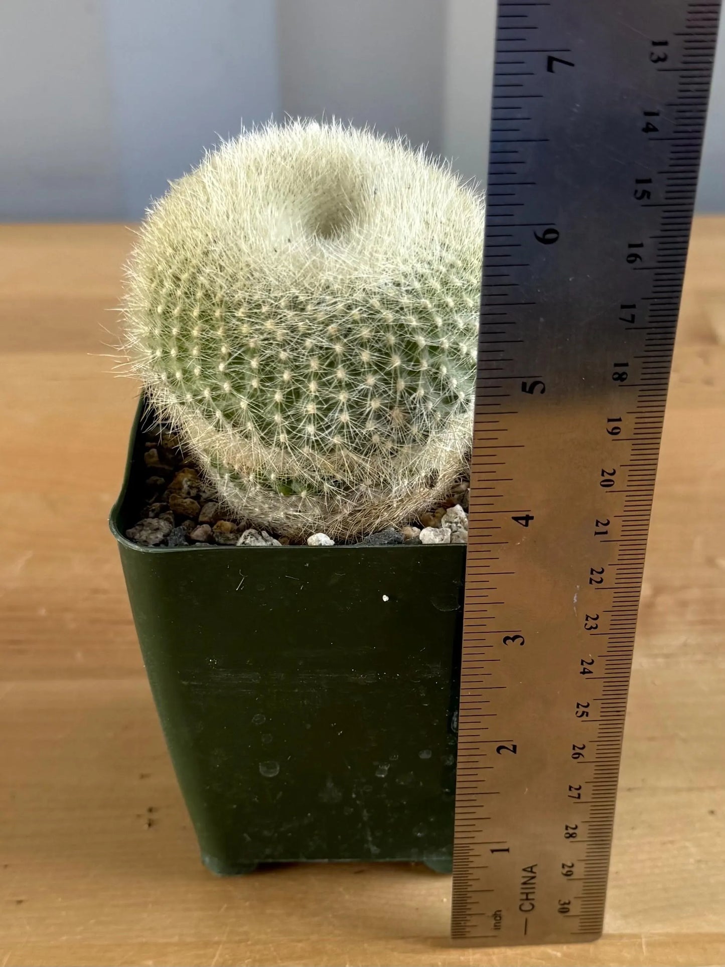 4-inch Large ‘Scarlet Ball' Cactus | Parodia haselbergii