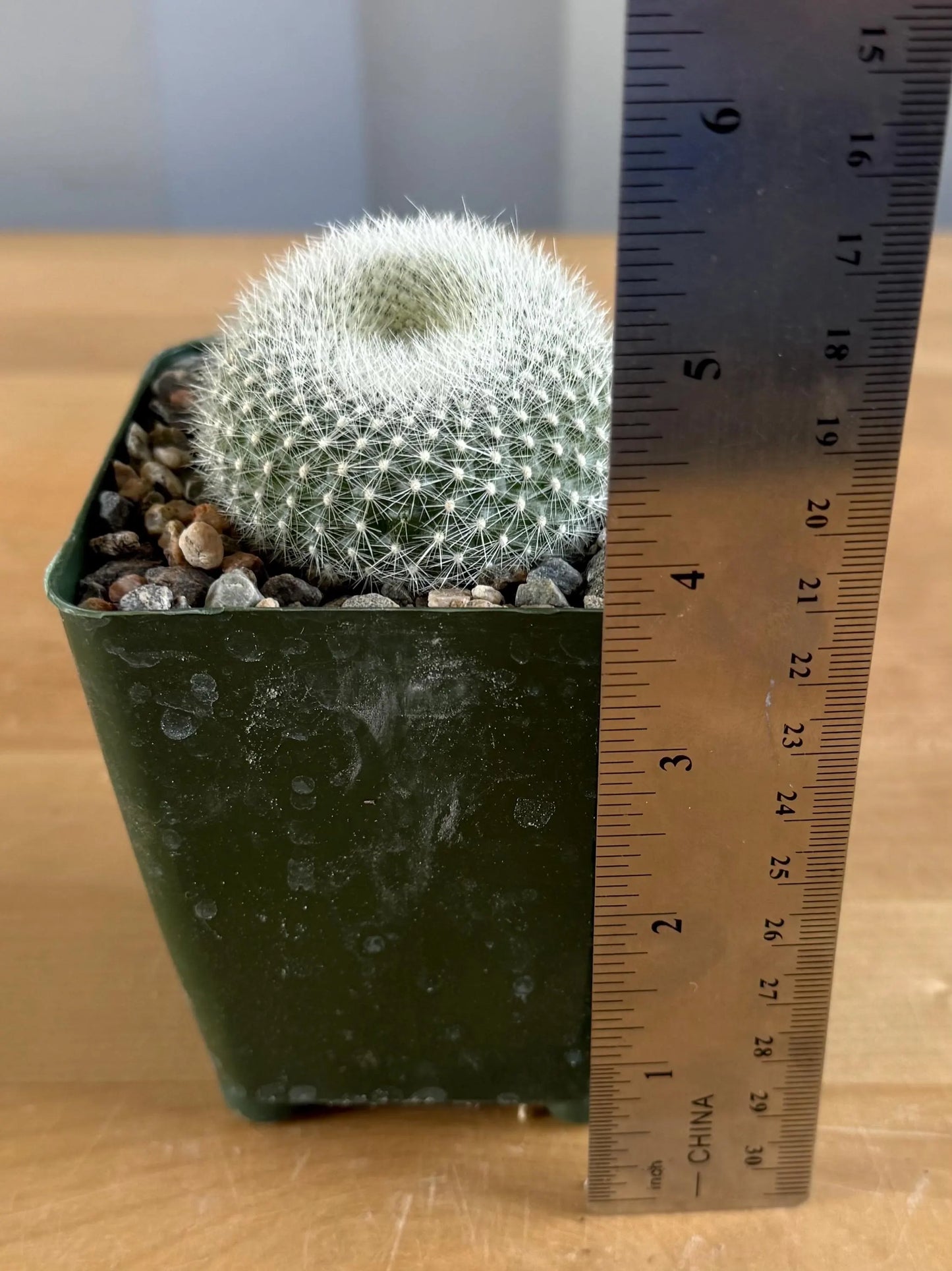 4-inch Small ‘Scarlet Ball Cactus’ | Parodia haselbergii