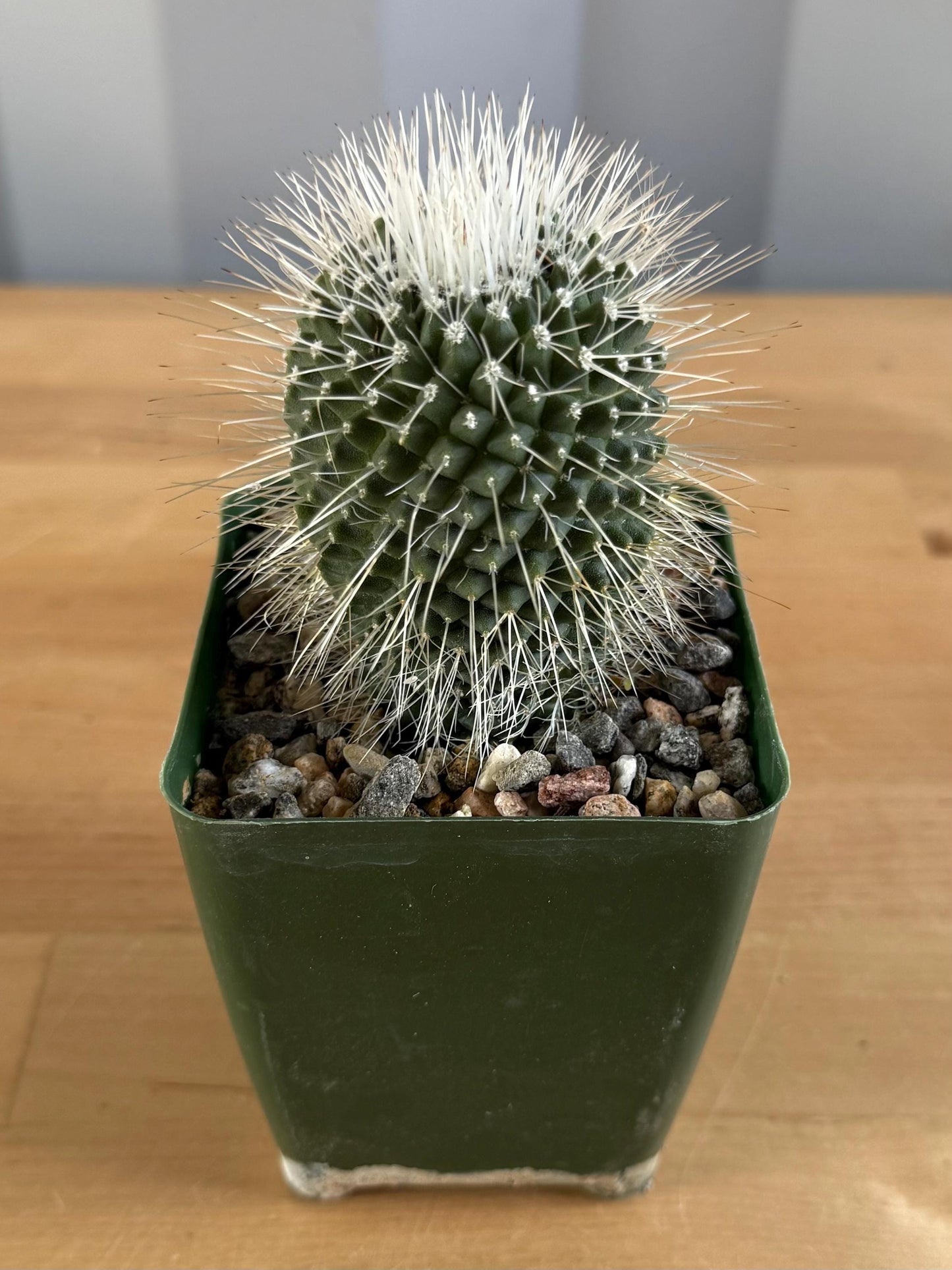 4-inch Mammillaria spinosissima ‘Un Pico’