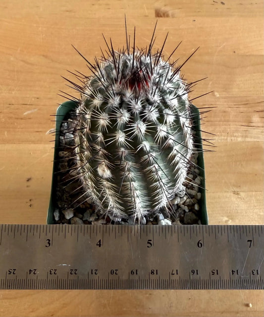 4-inch Echinocereus reichenbachii 'Lace Hedgehog Cactus'