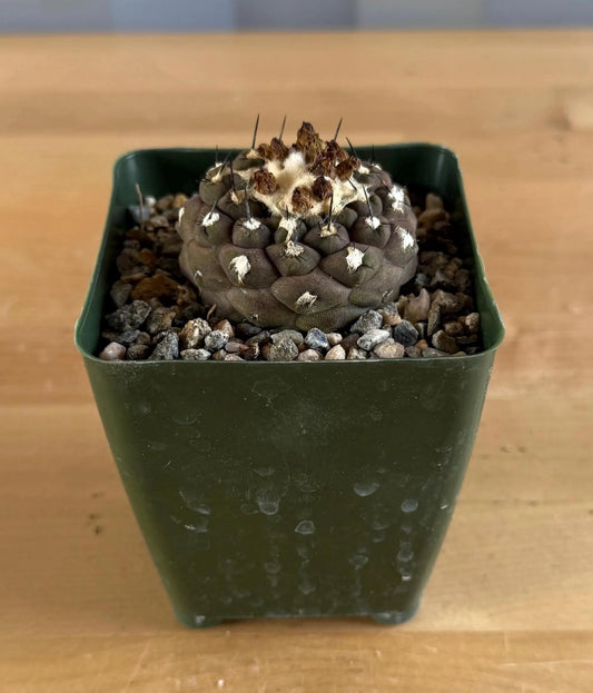 4-inch Copiapoa hypogaea var. barquitensis