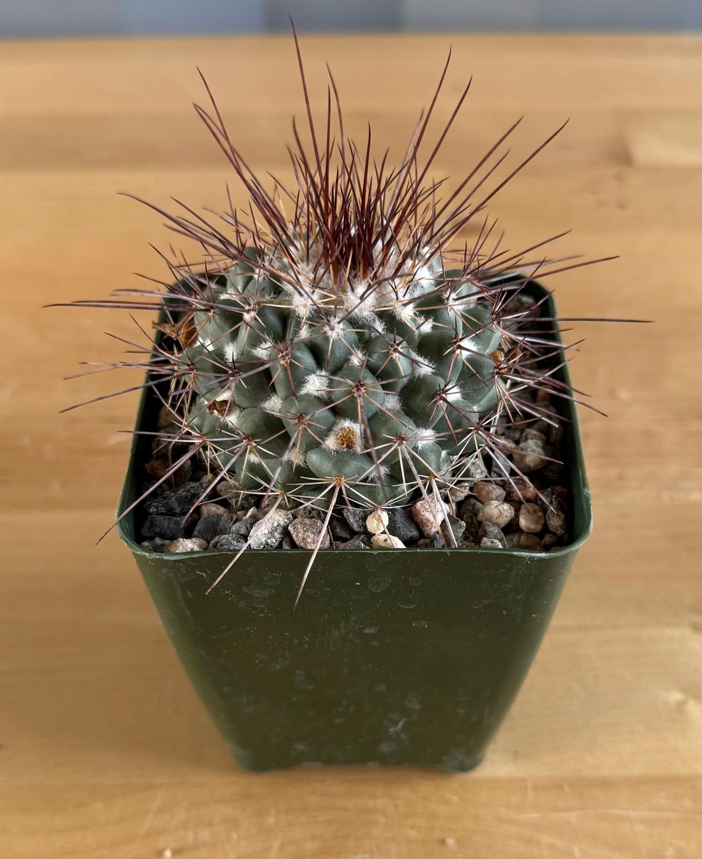 4-inch Mammillaria hertrichiana