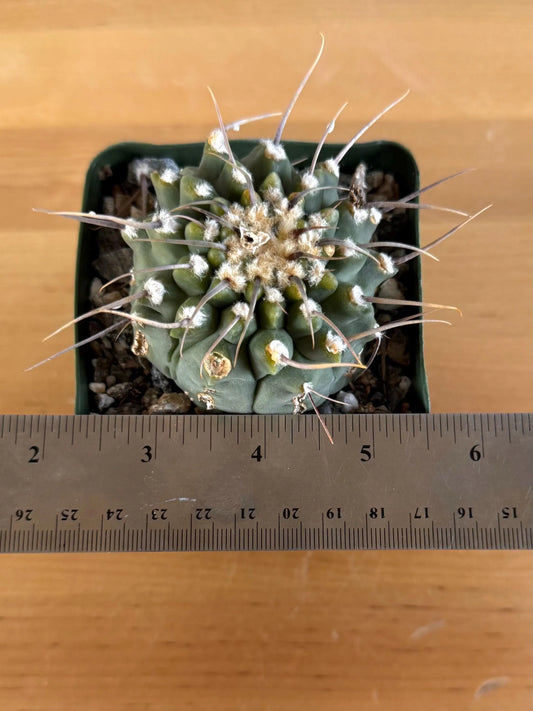 4-inch Gymnocalycium vatteri L1
