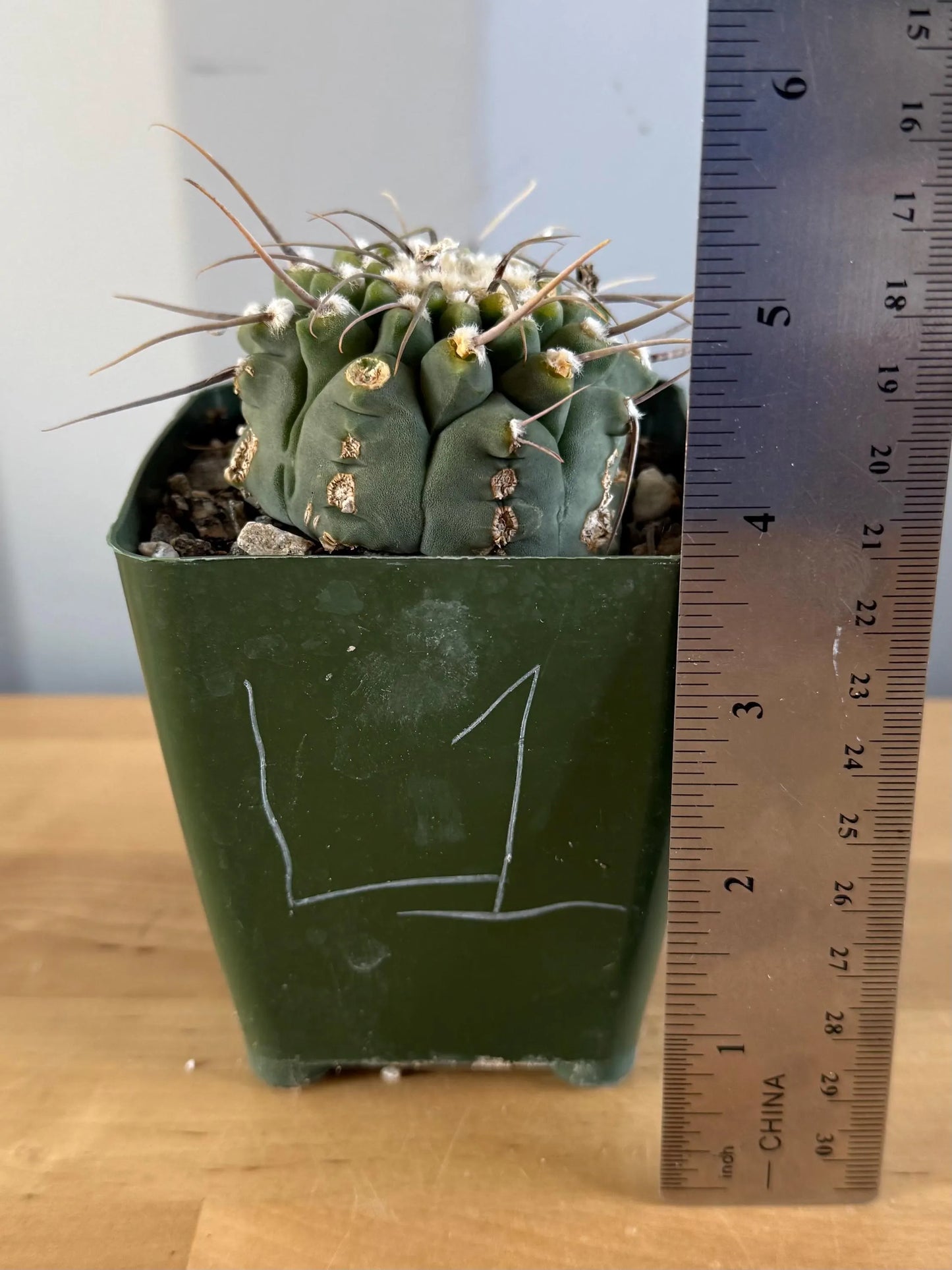 4-inch Gymnocalycium vatteri L1