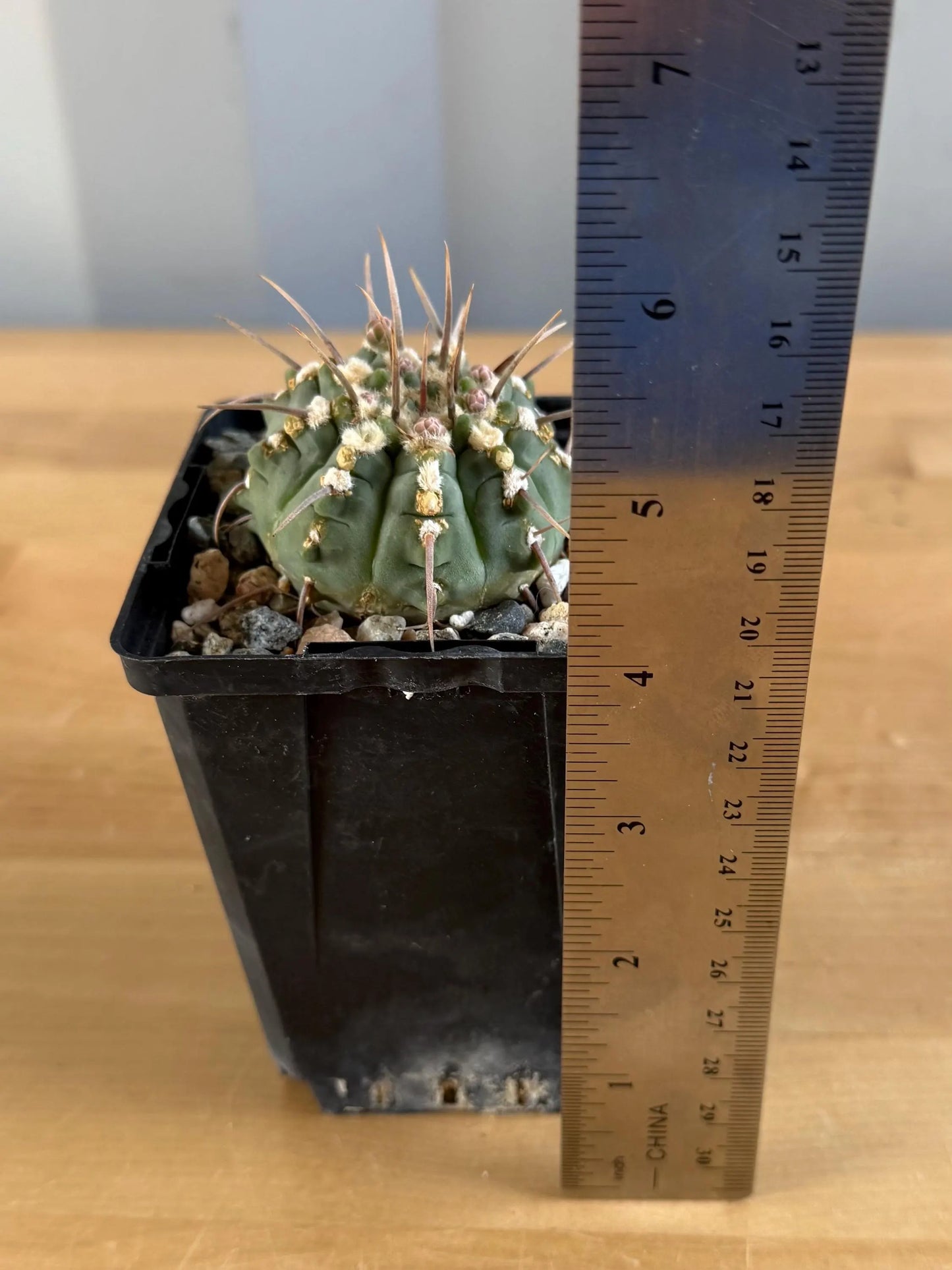 4-inch Gymnocalycium vatteri