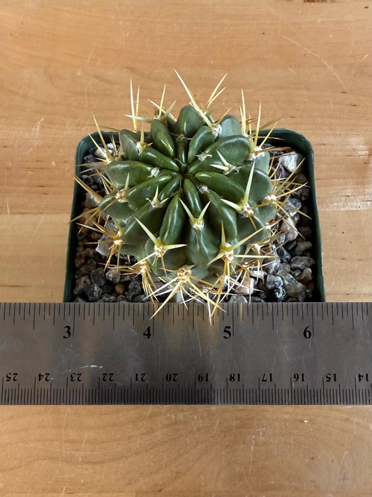 4-inch Lobivia maximiliana v. charazanensis