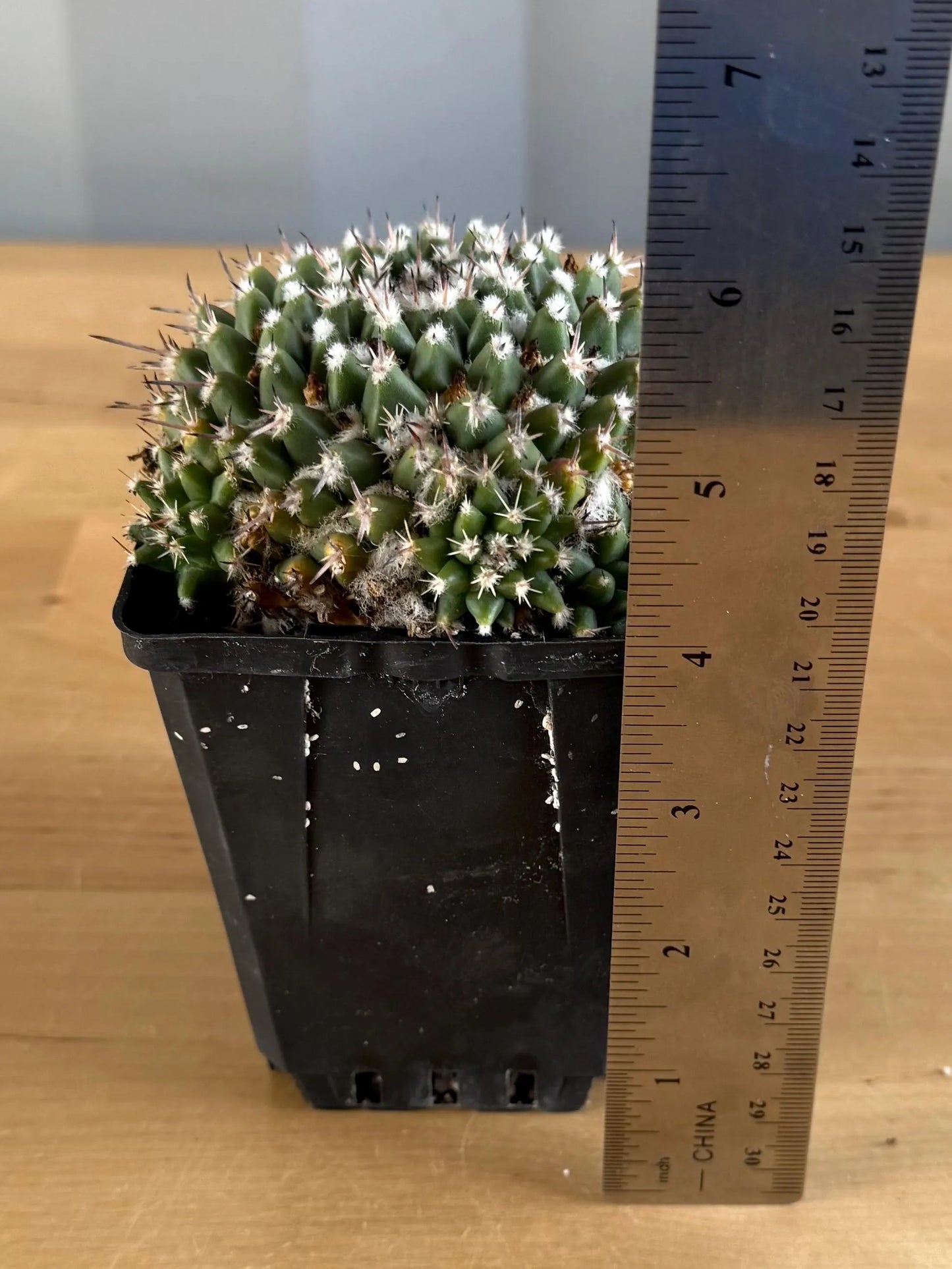 4-inch Mammillaria scrippsiana