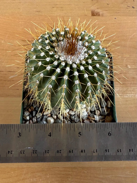 4-inch Notocactus schumannianus v. brevispinus
