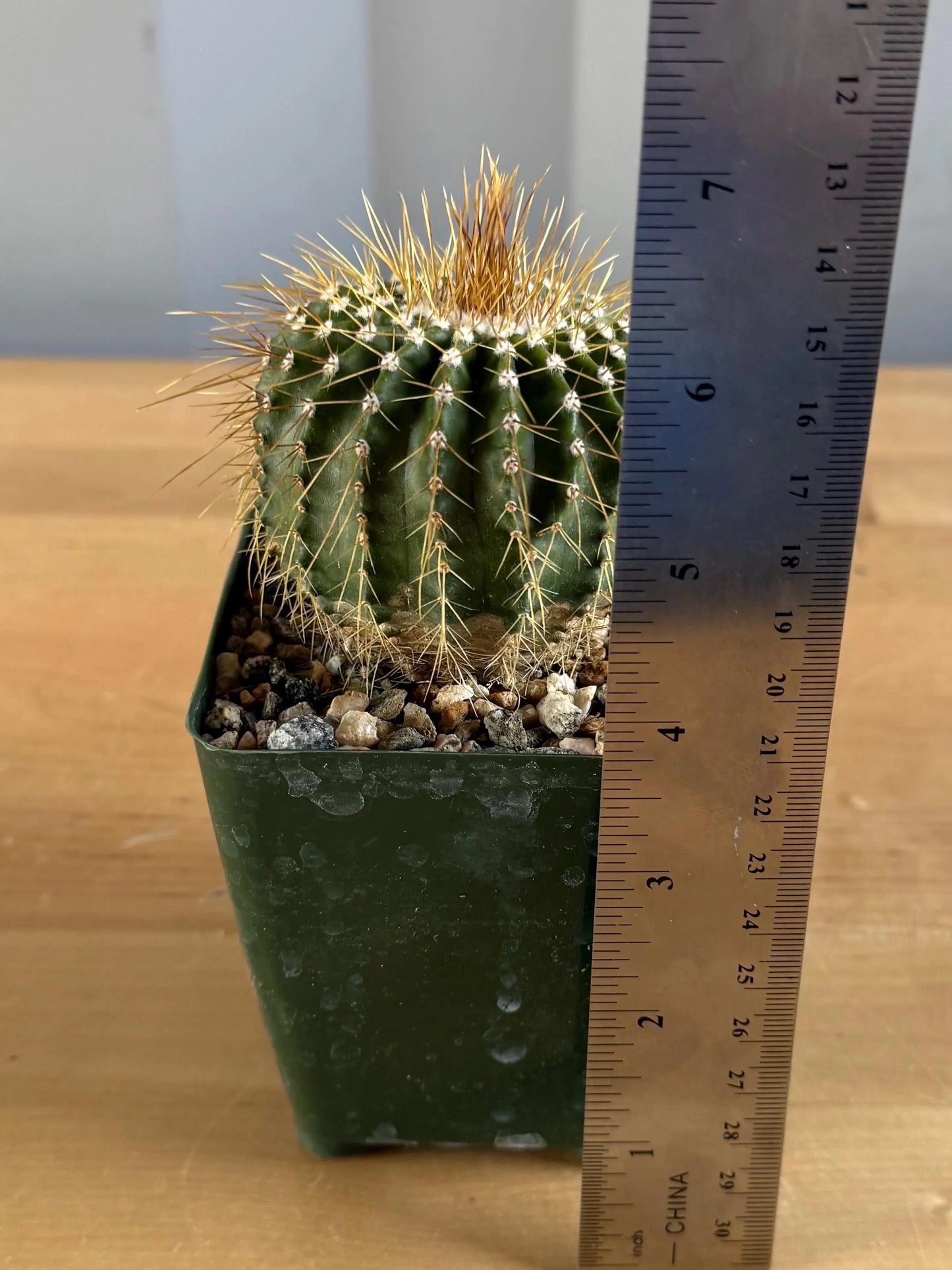 4-inch Notocactus schumannianus v. brevispinus