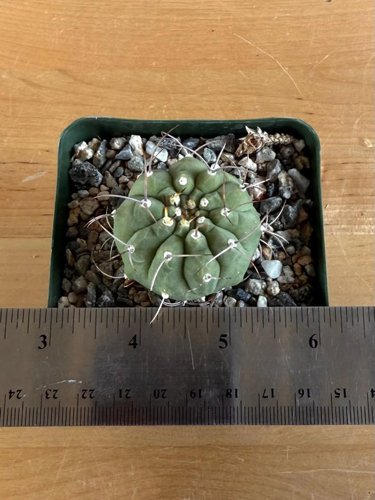 4-inch Matucana madisoniorum