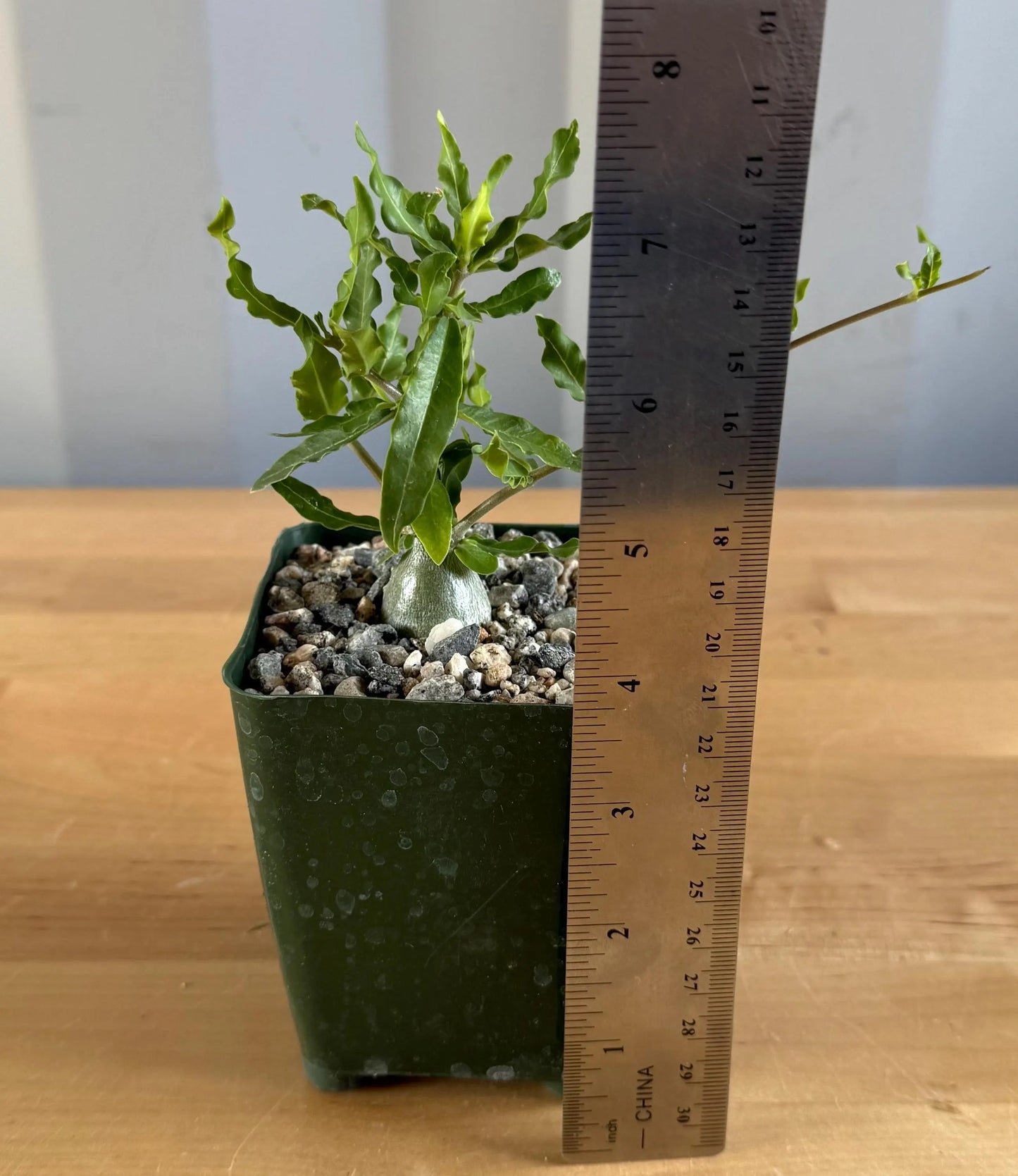 4-inch Fockea edulis