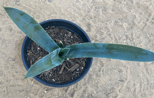 1 Gal Agave Tequilana Blue Weber