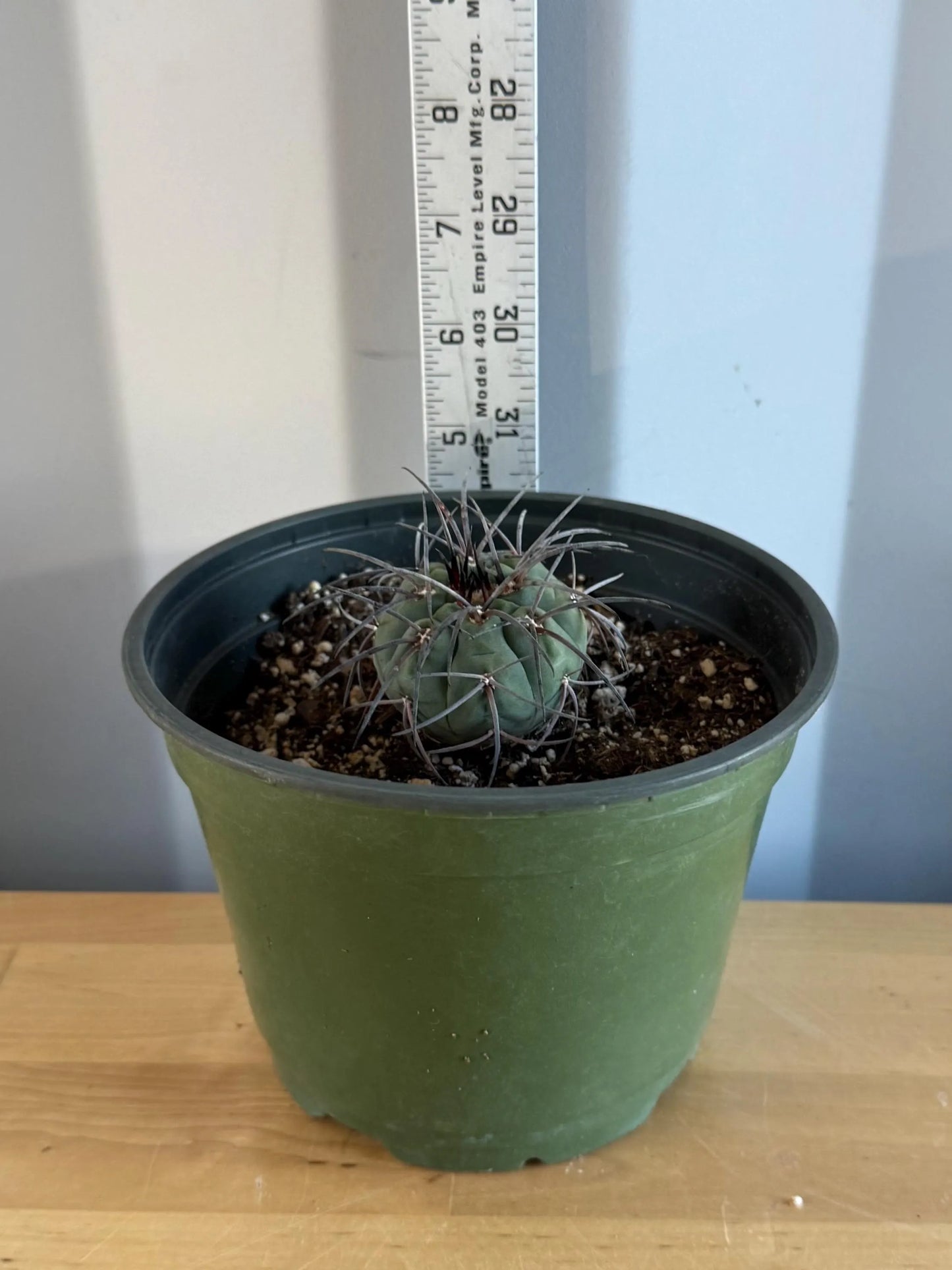 4-inch Gymnocalycium armatum | Gymnocalycium spegazzinii var. armatum