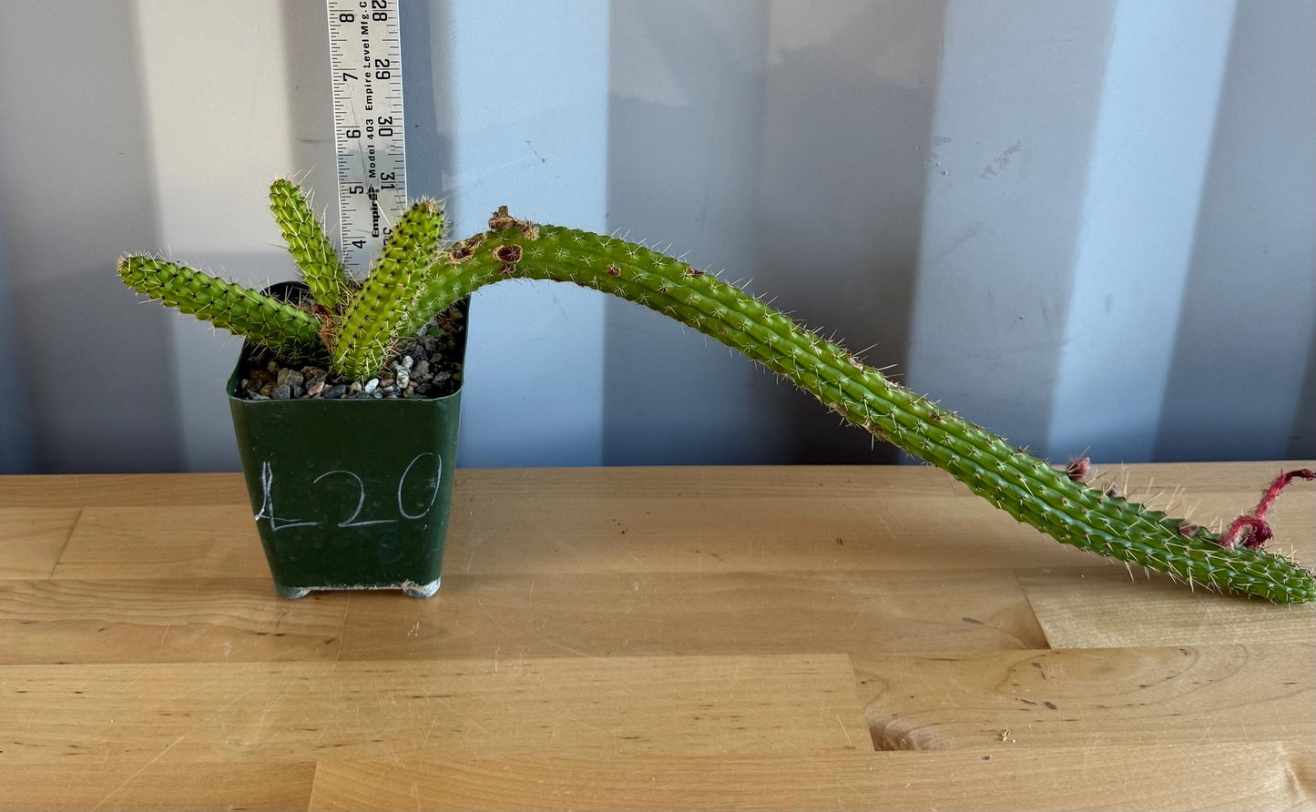 4-inch Cleistocactus samaipatanus | Bolivicereus samaipatanus L20