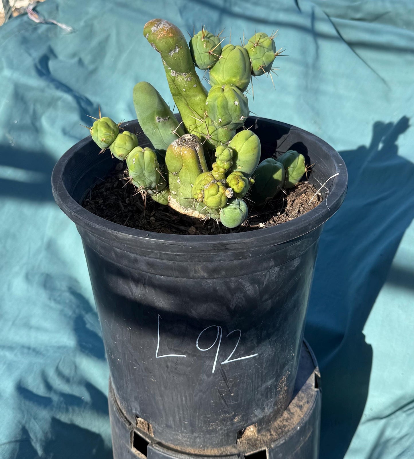 Monstrose Cactus (L92)