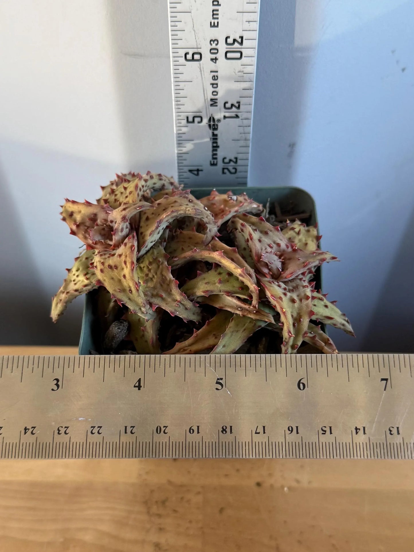 Aloe castilloniae (L30)