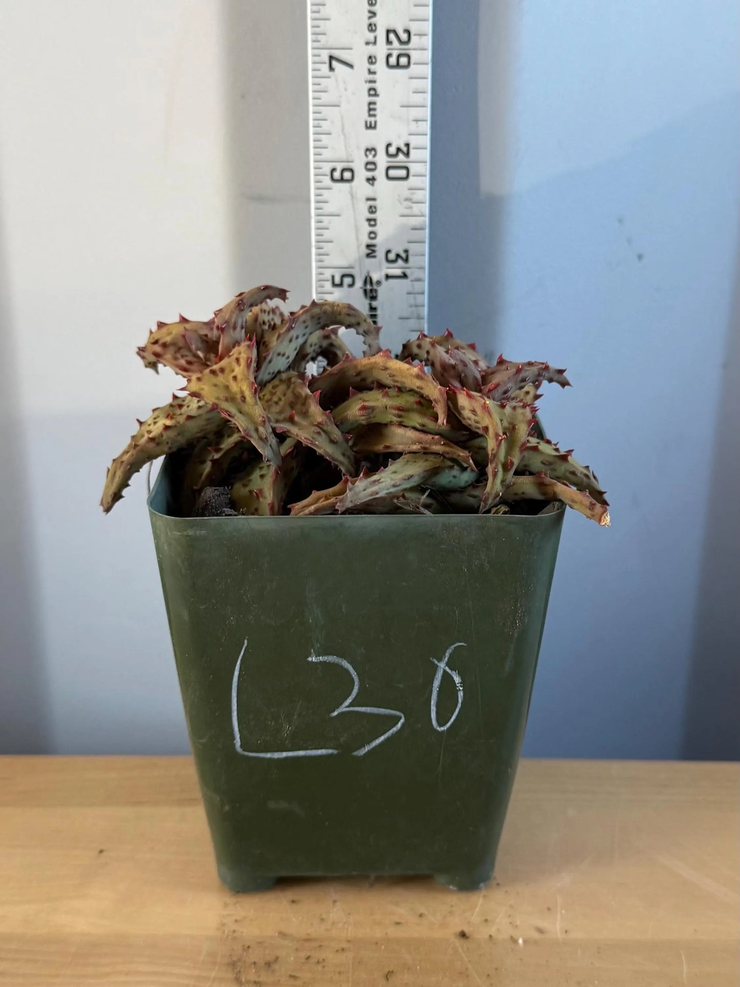Aloe castilloniae (L30)