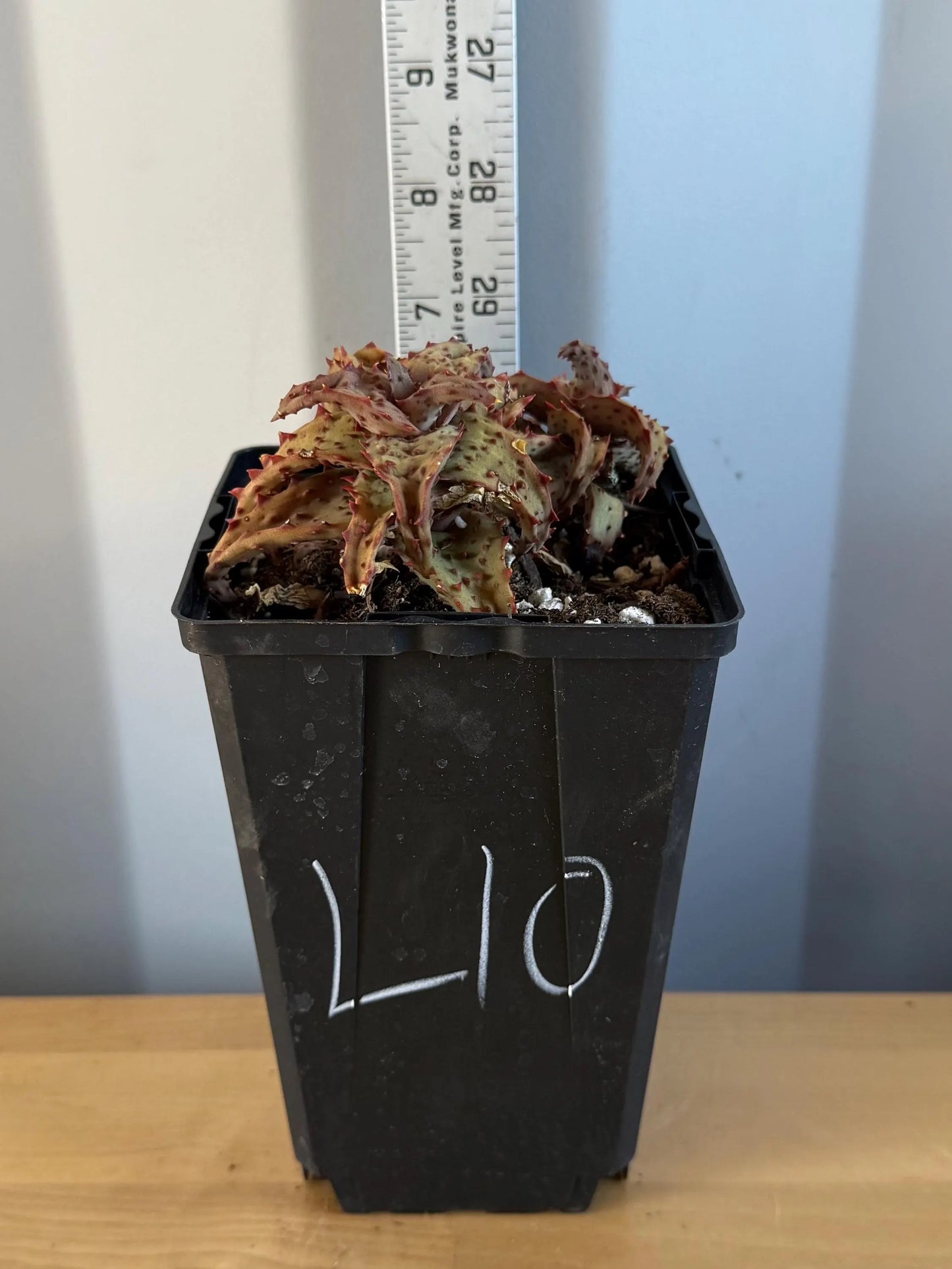 Aloe castilloniae (L10)