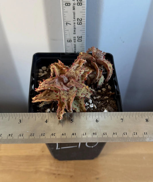 Aloe castilloniae (L10)