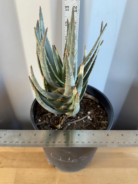 Aloe dichotoma | 'Quiver Tree' LL65