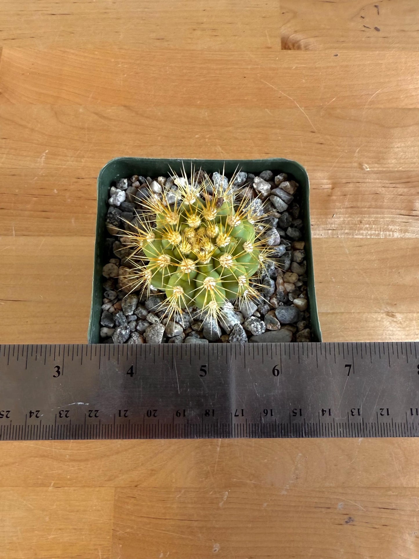 4-inch Gymnocalycium chacoense