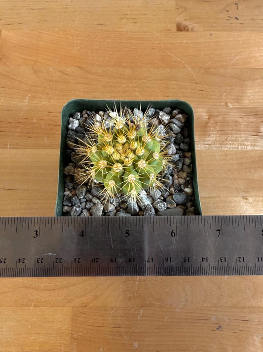 4-inch Gymnocalycium chacoense